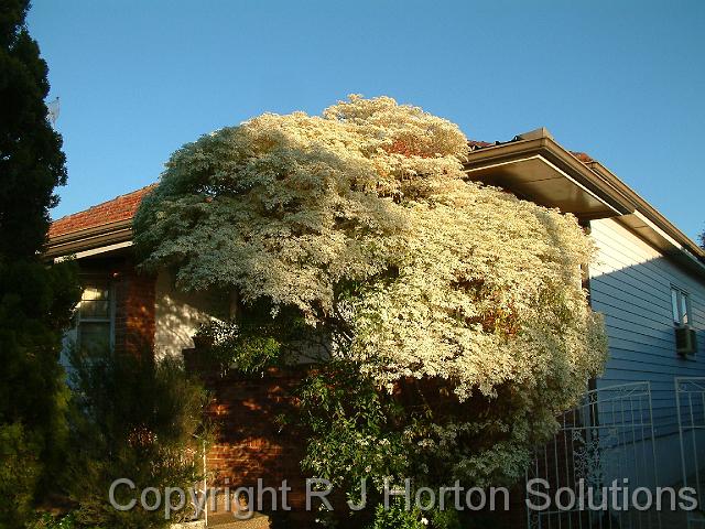 Euphorbia leucophela